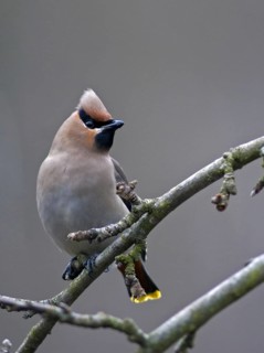 Bombycilla Garrulus, waxwing, birds, high size, portrait format, passeri, songbirds, songbirds,