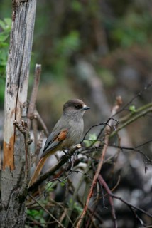 Siberian jay (Perisoreus infaustus) perched on a tree branch, Finland