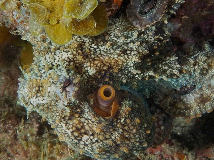 Close-up of an octopus, common octopus (Octopus vulgaris), dive site: El Cabron Marine Reserve,