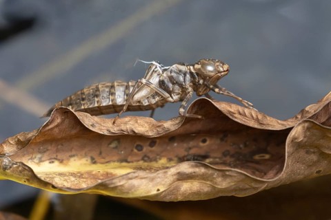 Dragonfly larva pupa caseing on a dead leaf, England, United Kingdom