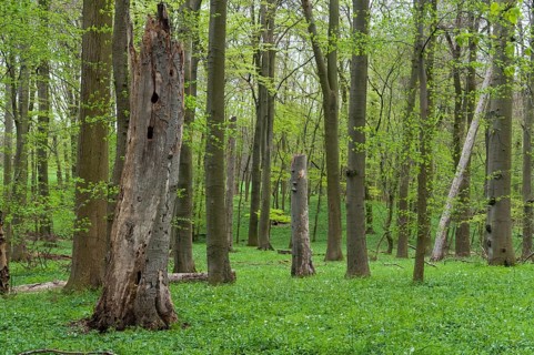 Tree, trees, deadwood, spring, cave tree, deciduous forest, natural forest, spring, dead wood,