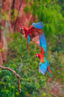 Two colourful parrots hovering near a branch surrounded by lush greenery, Green-winged Macaw, or