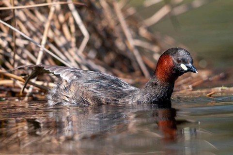 Littele Grebe, Tachybaptus Ruficollis, Little Grebe, Birds, Dabchick, Grebe, Grebe, Podicipedidae,