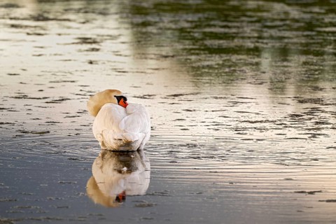 Mute swan (Cygnus olor), resting by the water, Großwilfersdorf Nature Reserve, Großwilfersdorf,