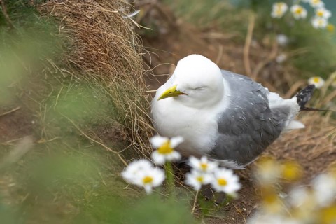 Black legged kittiwake (Rissa tridactyla) adult seabird bird sleeping on a cliff ledge in summer,