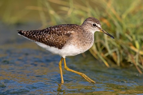 Wood sandpiper (Tringa glareola), Chevalier sylvain, Andarríos Bastardo, Raysut, Salalah, Sohar,