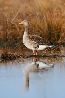 Greylag goose (Anser anser) standing on the bank, North Rhine-Westphalia, Germany