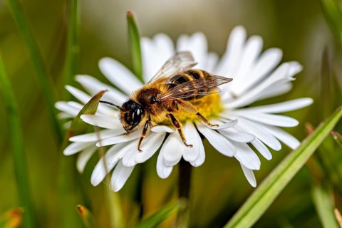 A bee on a white daisy against a green, blurred background, a garden leaf-cutter bee near