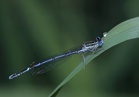 Azure damselfly, blue feather dragonfly, platycnemis pennipes, white-legged damselfly, damselflies,