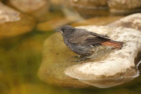 Black Redstart (Phoenicurus ochruros) – a fledgling bathing in a garden pond, Allgäu, Bavaria,