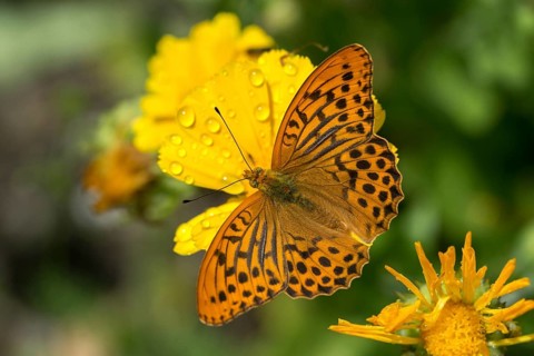 Argynnis Paphia, Kaisermantel, Silver-Washed Fritillary, Butterfly, Insects, Butterfly,