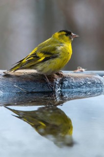 Carduelis spinus, siskin, spinus spinus, siskin, bath, bath, bird bath, birds, high size, portrait