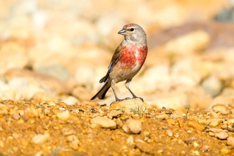 Acanthis cannabina, bloodtail, linaria cannabina, linnet, birds, hanfling, male, passeri,