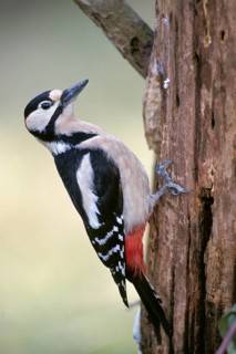 Great Spotted Woodpecker, Great Spotted Woodpecker, Birds, High Size, Portrait, Male, Piciform,