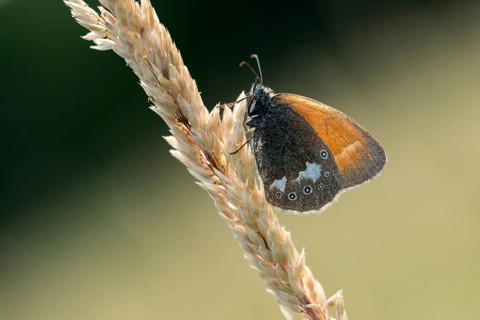 Chestnut heath, coenonympha glycerion, rust-brown meadowbird, red-brown meadowbird, butterfly,