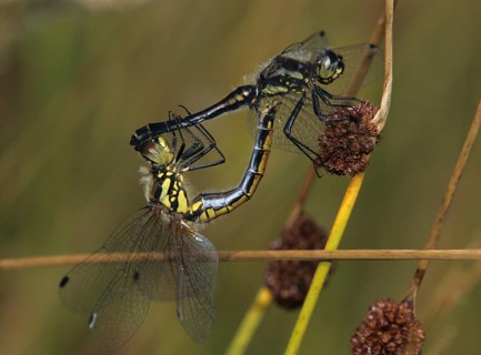 Black Darter, Black Meadowhawk, Black Heidelibel, Sympetrum Danae, Anisoptera, Couple, Damselflies,