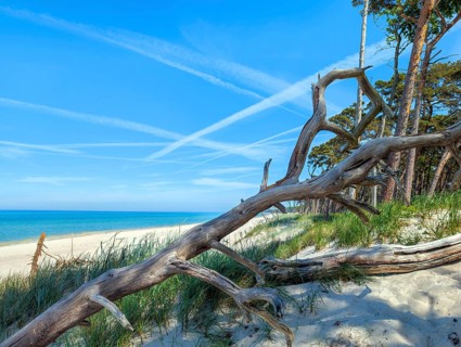 Darß Baltic Sea natural beach Germany