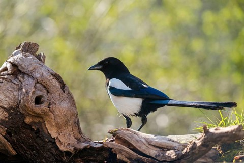 Magpie, pica pica, birds, corvidae family of birds, passeri, corvids, songbirds, songbirds, birds