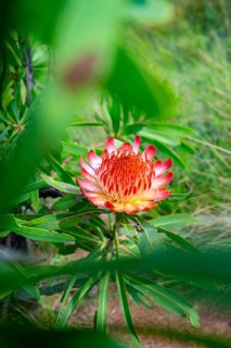 Red Flower, Protea, Drakensberg, South Africa