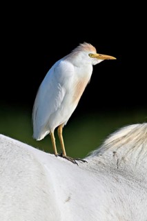 Cattle egret (Bubulcus ibis), standing on the back of a Camargue horse, Camargue, southern France,