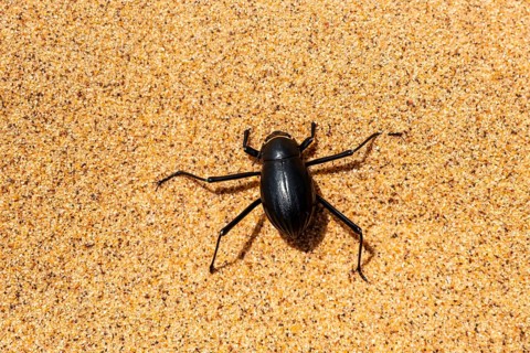 Fog drinker beetle (Onymacris unguicularis), Toktokkie beetle, in the sand, Namib Desert, Namib