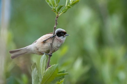 Marsupial tit, European penduline tit, remiz pendulinus, birds, passeri, songbirds, songbirds,