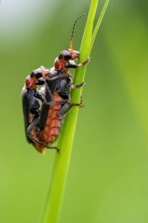 Cantharidae, Cantharis Fusca, Common Dark Soldier Beetle, French Beetle, Common Soft Beetle,