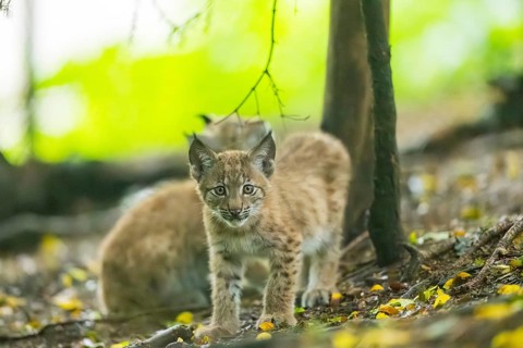 Eurasian lynx (Lynx lynx) youngsters (cub) standing in a forest, Bavaria, Germany