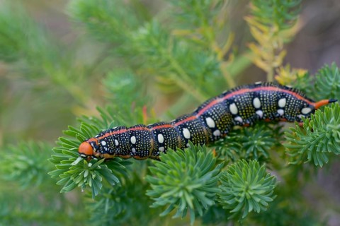 Hyles euphorbiae, milkweed swarmer, butterfly, inchworm, insects, moths, moths, moths, caterpillar,