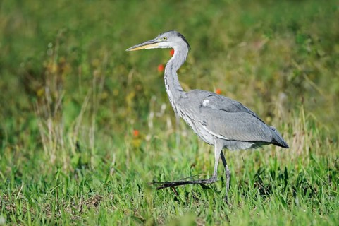 Grey heron (Ardea cinerea) in a meadow, North Rhine-Westphalia, Germany