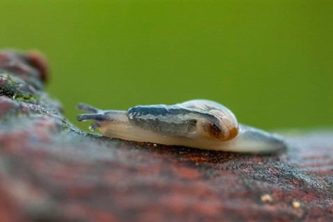 Eucobresia diaphana, ear-shaped glass snail, gastropoda, mollusca, snails, molluscs