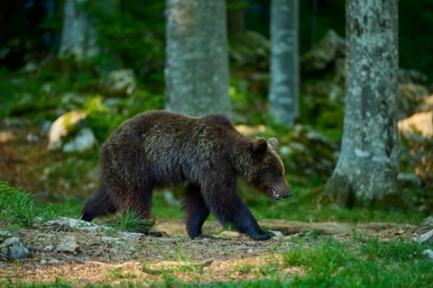 A brown bear moves cautiously through the wooded area, European brown bear (Ursus arctos), Slovenia