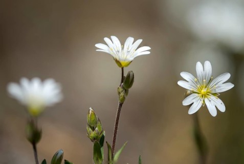 Field hornwort, caryophyllaceae, cerastium arvense, clove family, field chickweed, field mouse-ear,