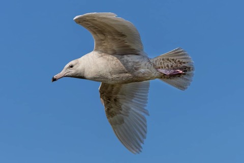 The two-year-old glaucous gull (Larus hyperboreus) is easily recognised by its two-coloured beak,