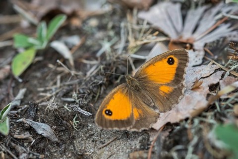 Browned oxeye, gatekeeper, yellow oxeye, maniola tithonus, oxeye, Pyronia tithonus, rust-brown
