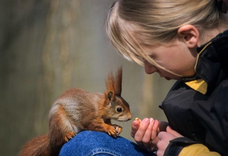 Squirrels, rodents, rodentia, sciurus vulgaris, squirrel, feeding, mammals, rodents, mammals