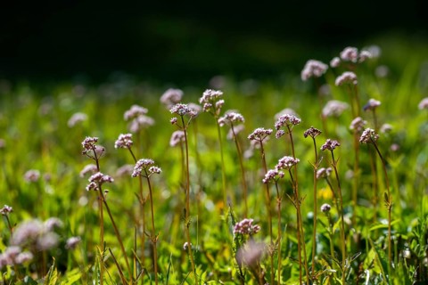 Valerian, valerian plants, small valerian, marsh valerian, valeriana dioica, valerianaceae,