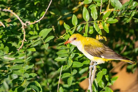 Eurasian Golden Oriole (Eurasian Golden Oriole) wbl Hungary