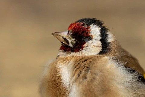 European goldfinch (Carduelis carduelis) adult garden bird sleeping, England, United Kingdom