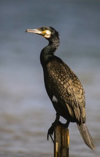 Black shag, cormorant, phalacrocorax carbo, birds, high size, portrait format, pelecaniforms,