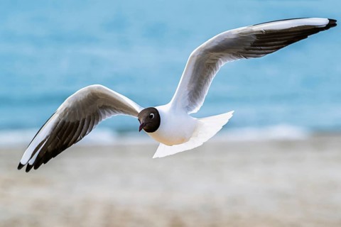 Black-headed Gull, Chroicocephalus ridibundus, bird in flight, England, United Kingdom