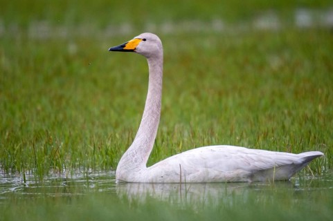 Cygnus cygnus, Finland, singing swan, whooper swan, anatidae, birds, duckbirds, swan, swans, swans,