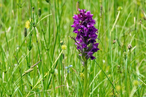 Western marsh orchid (Dactylorhiza majalis), in flower, Fellhorn, Oberstdorf, Oberallgäu, Allgäu,