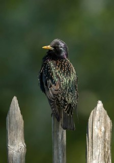 Star, Starling, Sturnus Vulgaris, Birds, Garden, Garden Fence, Garden Fence, High Size, Portrait,