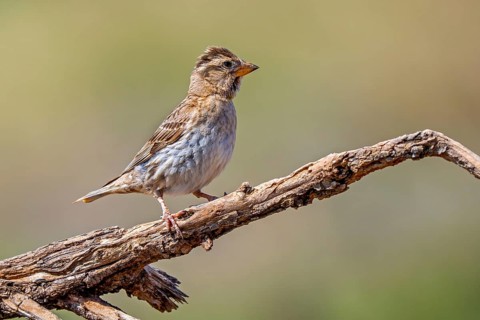 Rock sparrow, rock petronia (Petronia petronia petronia, Fringilla petronia) perched on branch in