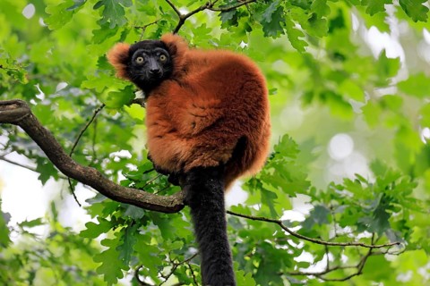 Red ruffed lemur (Varecia rubra), adult, on a tree, alert, Madagascar