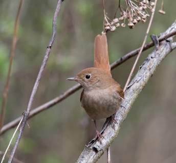 Luscinia megarhynchos, nightingale, birds, high size, portrait format, passeri, songbirds,