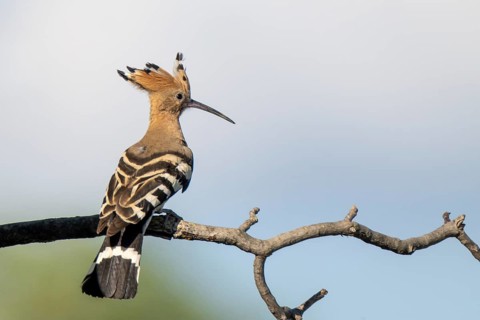 Hoopoe (Upupa epops), perched on a branch, Lower Austria, Austria