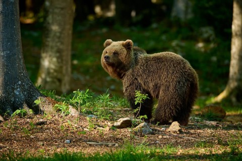 A brown bear stands next to a tree in a natural woodland area, European brown bear (Ursus arctos),