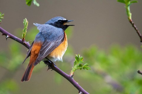 Redtail, Phoenicurus phoenicurus, redstart, birds, garden birds, song, male, passeri, singing,